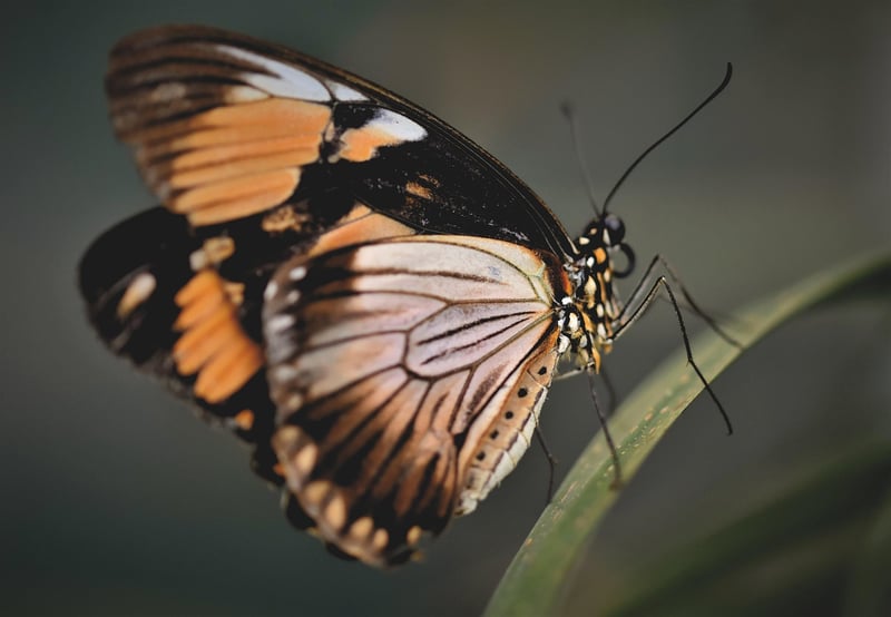 Butterfly Effect Challenges